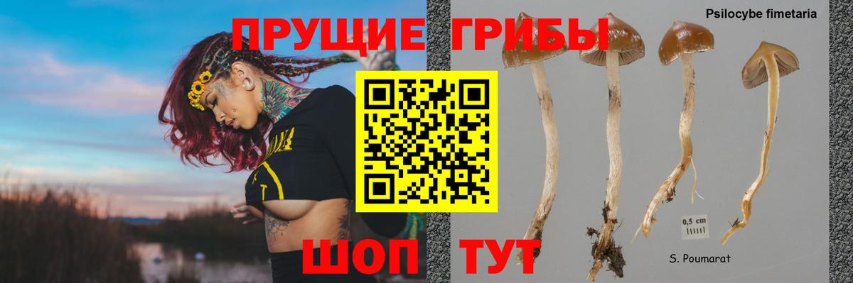 Хасавюрт  Псилоцибиновые грибы Cubensis  Вход с VPN 
